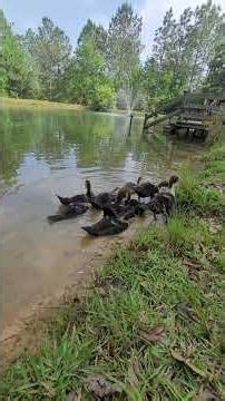 Swim time in the pond #ducklings #duck #ducks #muscovyducklings
