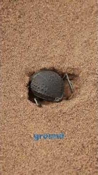 This Beetle Reads Stars Like Humans Read Roads #Scarab #NatureShorts #Navigation
