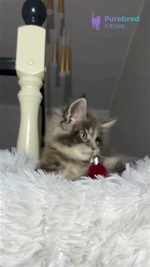 Meet Cody: Maine Coon Blue Smoke with White & Calm Grey Eyes, Truly Gentle Soul 🩶🐾 #MaineCoon