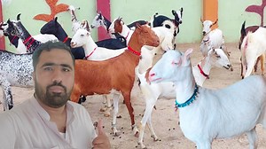 big offer real russian teddy goats special video At shahzaib goat farm goat farming in pakistan | Shazaib goat farm