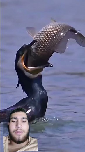 “Unbelievable! Bird Swallows Big Fish Alive!”#Nature #Wildlife #BirdVsFish #AmazingMoments