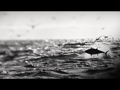 Gulf of Maine, Explained: Bluefin Tuna