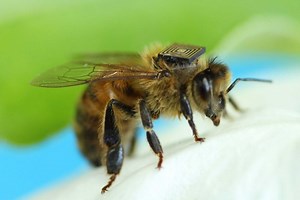 Scientists are studying bees by turning them into cyborgs