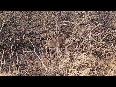 Voroni island 16 November 2025 yar. Вороний остров 16 Ноября 2025 год