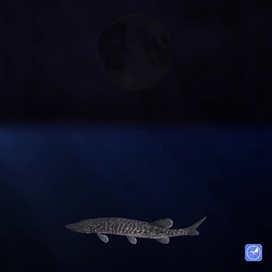 4.9K views · 37 reactions | Need an accurate forecast to ensure your catch? WINDY APP - SOLUNAR forecast, precipitation and wind map, spot discovery | Windy.app | Facebook