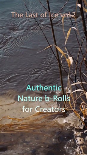 Relaxing Dry Reeds in Wind & River Ripples | Spring Thaw Authentic Slow Motion #nature #broll