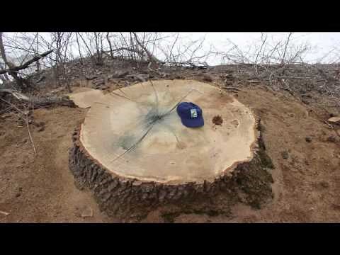 Dendrochronology