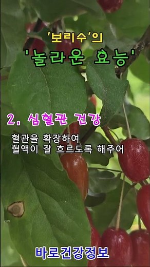 보리수열매효능 #보리수효능