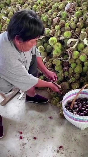 Harvesting and Preparing Fresh Chestnuts