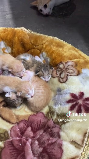 Bé Mèo Cute - Những Video Về Mèo Con Đáng Yêu