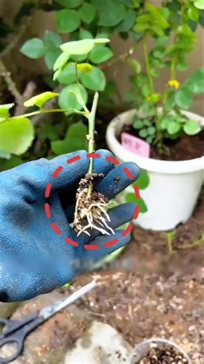 Stop Throwing Away These Rose Stems 🌹 | Easy 30-Day Rose Propagation Hack #rose #gardening #tips
