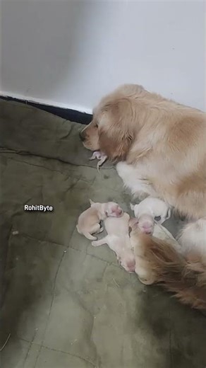 Dog Refuses to Leave His Dead Puppy… Heartbreaking Moment #Shorts