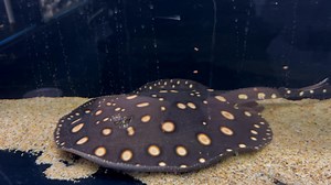2.1K views · 73 reactions | 懶BLACK DIAMOND STINGRAY懶 Check how stunning this male black diamond stingray is, this guy is around 2 years old and has some really spotting | Allfish2u | Facebook