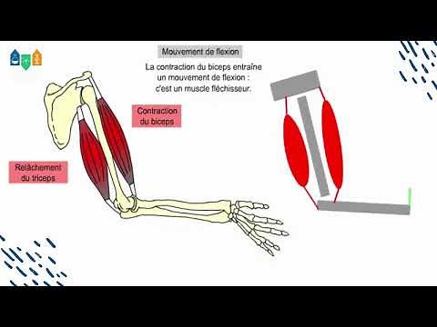 Communication nerveuse : mouvement de flexion et d’extension de l’avant bras sur le bras