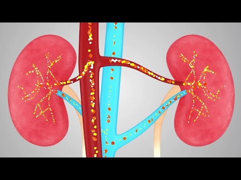 Transforming Veterinary Education: Watch Our 3D Animation on Kidney Failure in Pets!