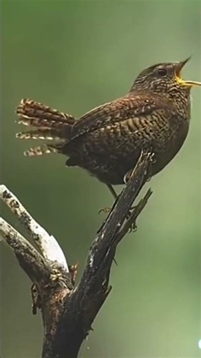 Tiny Eurasian Wren, Powerful Song!