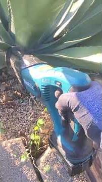 Agave trimming in late winter or early spring.