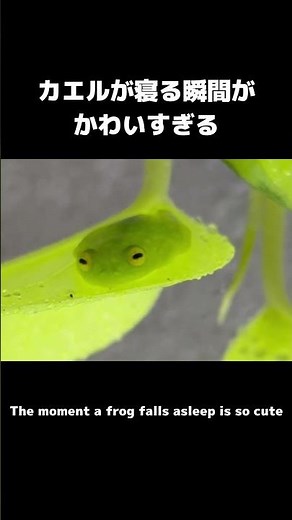 カエルが寝る瞬間がかわいすぎる #カエル #frog #cuteanimals