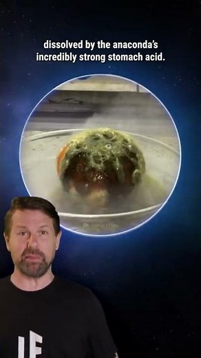 What If You Get Swallowed by an Anaconda? #Shorts