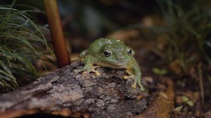 The vibrant colours of the Magnificent Green Tree Frog 🐸 | Symbio Wildlife Park