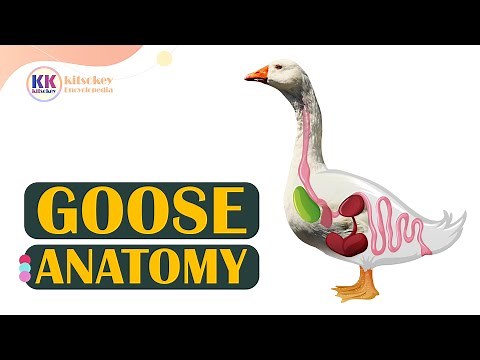 Goose Anatomy, Learning the anatomy of a goose, Parts of a goose