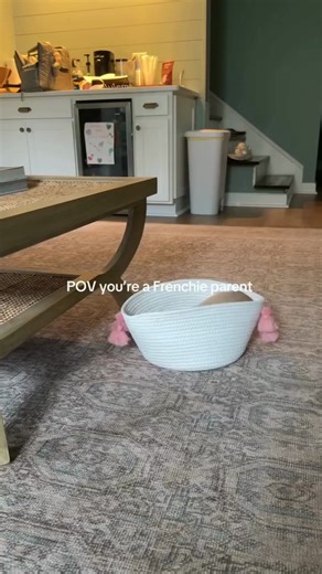 1.2K views · 24 reactions | Zoomies 24/7 around here 凉 credit :...