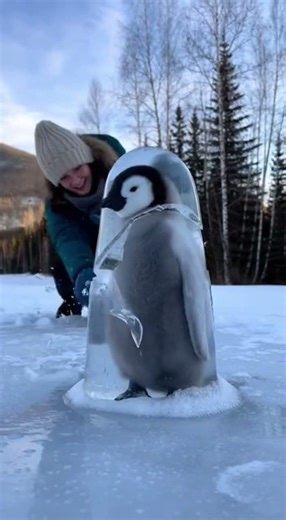 Baby Penguin Trapped in Ice ❄️ | Heartwarming Winter Rescue in Forest 🐧💙 #animalrescue #realrescue