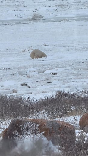 Bears only eat seals. And the seals stay out in the bay until the bay ices over. But then they have to make air holes, and they also come out onto the Ice to have their babies. We were told the bears are extremely patient and will wait by a hole for a long time. So this bear is practicing, perhaps. | Kathleen A Rigg | Facebook