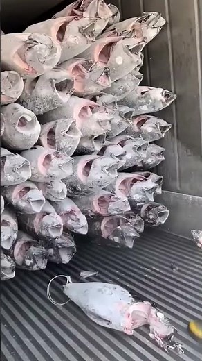 Clever Techniques to Speed Up Tuna Unloading