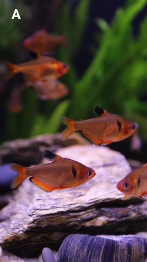 Serpae tetra fish #freshwaterfish #tropicalfish #aquariumfish #fishkeepinghobby