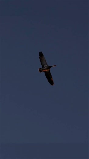 Snow goose season is off to bang‼️ 😂 #waterfowlhunting #snowgoose