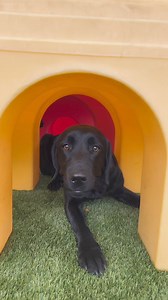 1.1K views · 44 reactions | It’s Sunday Funday! At FSD, we believe that when our dogs have work-life balance (like humans), they live longer, happier, and more fulfilling lives. That’s why our dogs in formal training get daily playtime with their friends in our play yards- it’s a time where they can just let loose and have fun!#dogs #dogsofinstagram #servicedog #assistancedog #fun #puppy #puppywithapurpose | Freedom Service Dogs | Facebook