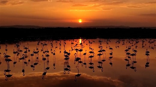 Video. Flamingos return to Lake Van during seasonal migration