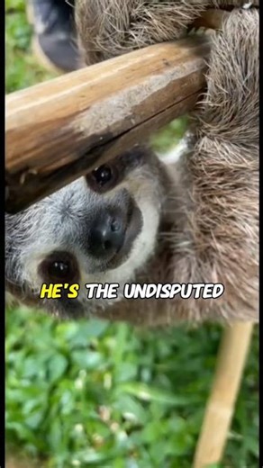 The Sloth's Secret Death Wish | Why He Risks Everything Just to Poop #shorts