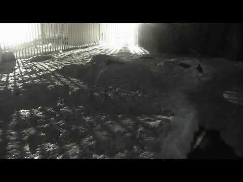 Alaska Zoo Polar Bear Habitat