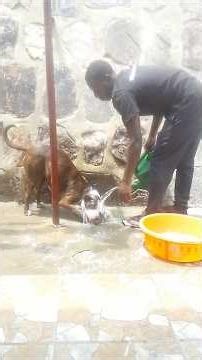 Dog Bath Time Fun 🐶🚿" #dog #puppy #husky #animalvideos