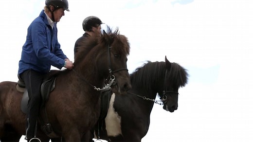 The true Icelandic horse