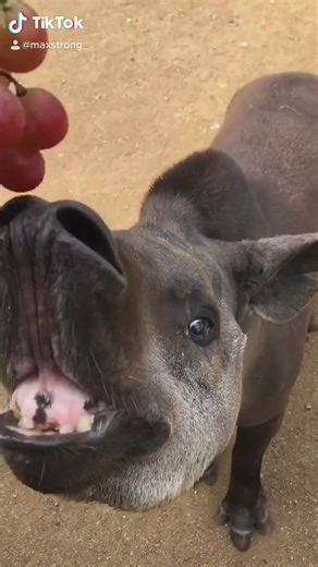 Who knows what this animal is? 😱😱 #maxstrong #animals #foryou