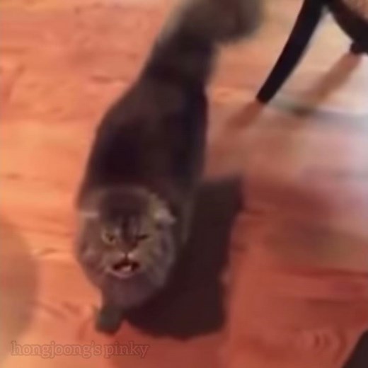 funny cat says yas, but it’s actually changbin