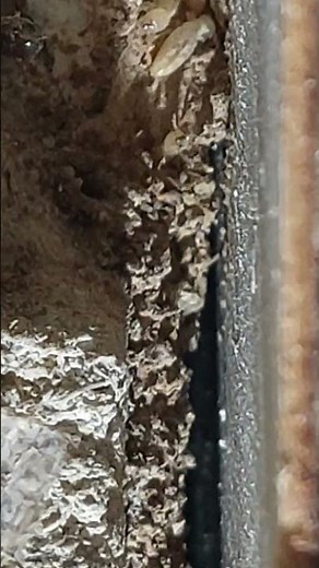 🎥 Termite : comment les détecter et les éliminer efficacement ?