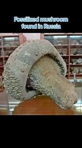 Kent Hovind shows many great examples of fossilization and petrification proving it does not take thousand or millions of years to occur as the narrative tells us. Check out my telegram and YouTube page! ⬇️ ➡️ https://youtu.be/yLQuI_TNck8?si=iILrwof44XlW2UmB ➡️ https://t.me/thedoctorregenerated #questioneverything #hiddeninplainsight #mudfossils #oldworld #history #mudflood #rockswerealive #giant #historyreset #fyp | Question Everything