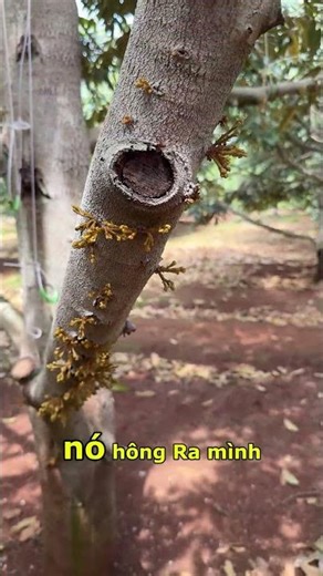 Làm Bông Sầu Riêng Gặp Thời Tiết Lạnh | Nông Nghiệp TKA