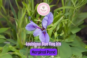 Louisiana Blue Flag Iris – Live Aquatic Hardy Perennial Iris Virginica for Ponds, Marginal Wetlands & Water Garden Landscaping - Etsy