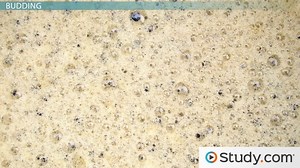 Asexual Reproduction Overview & Types - Video | Study.com