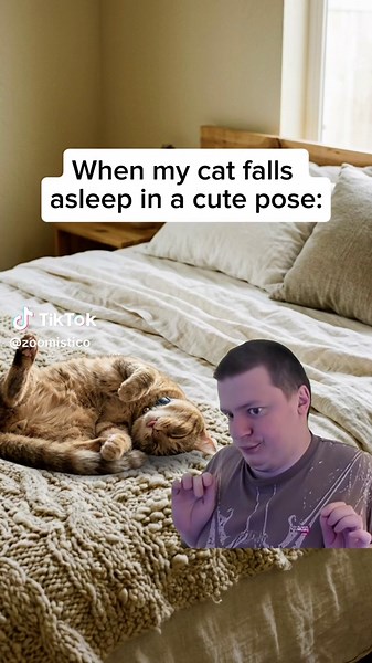Hilarious Cat Memes & Funny Cat Videos