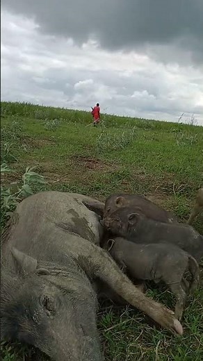🐖 **Pigs Farm in Open Field | Natural Pig Farming** 🌿