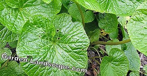 Plante: Wasabi: Plantarea, Îngrijirea Și Secerișul - Grădina Mea Frumoasă | 2025