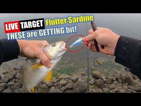 LIVE TARGET Flutter Sardine - THESE are GETTING bit | Get 20% OFF!