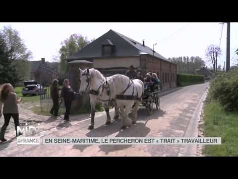 ANIMAUX : En Seine Maritime, le percheron est "trait" travailleur