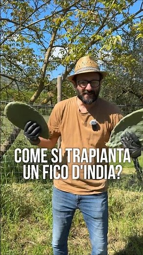 PIANTARE FICHI d'INDIA: ecco come mettere le pale